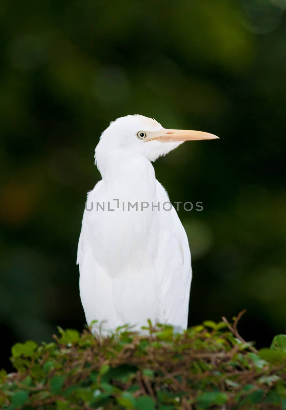 cattle egret bird on bush by clearviewstock