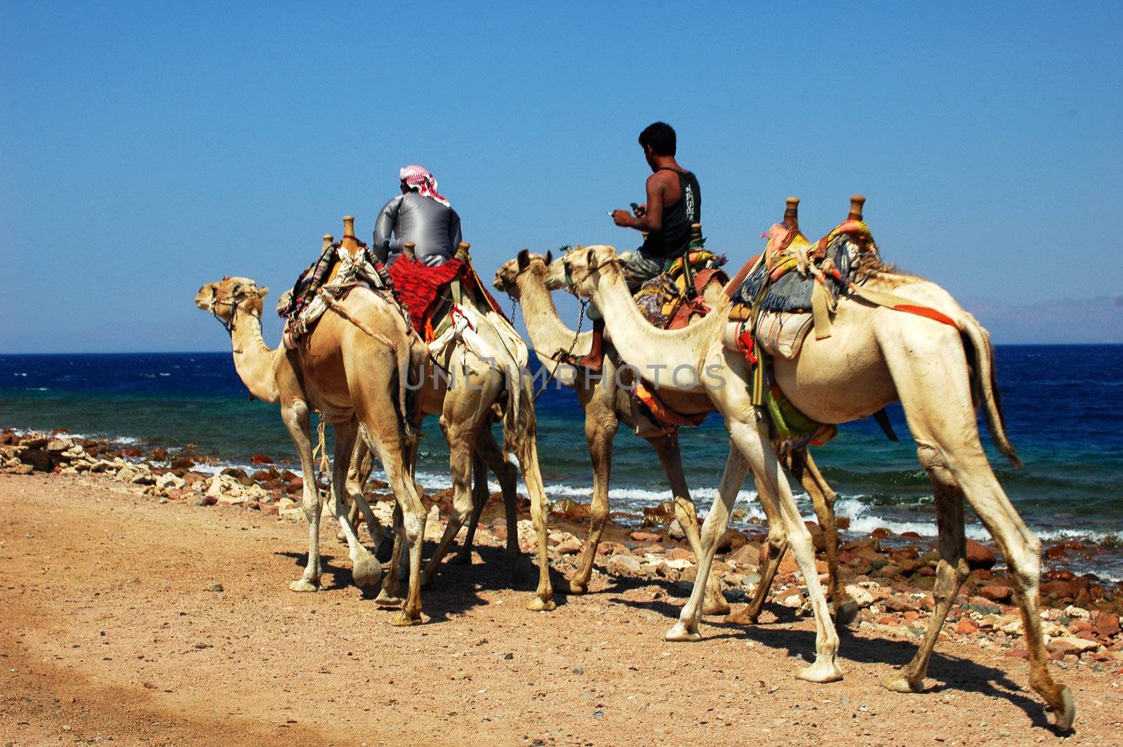 Arabian camel riders on the Red Sea beach