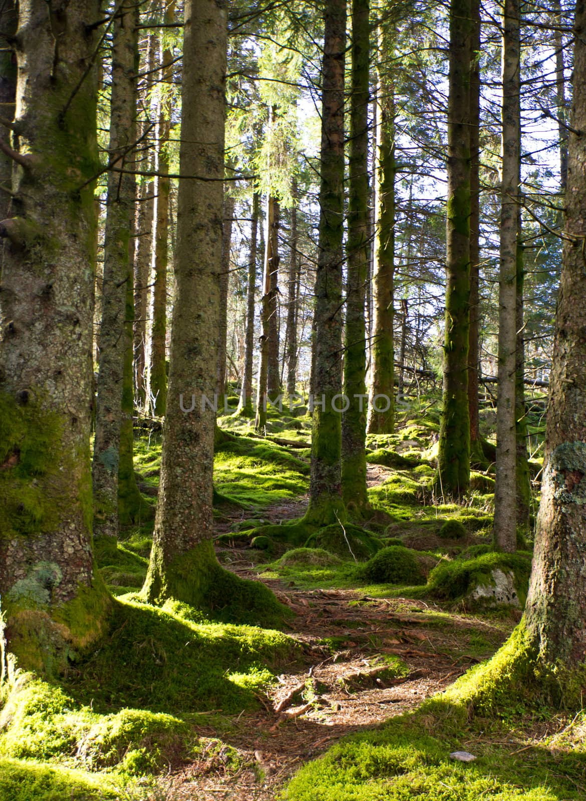 A picture of a pathway around trees in a forest