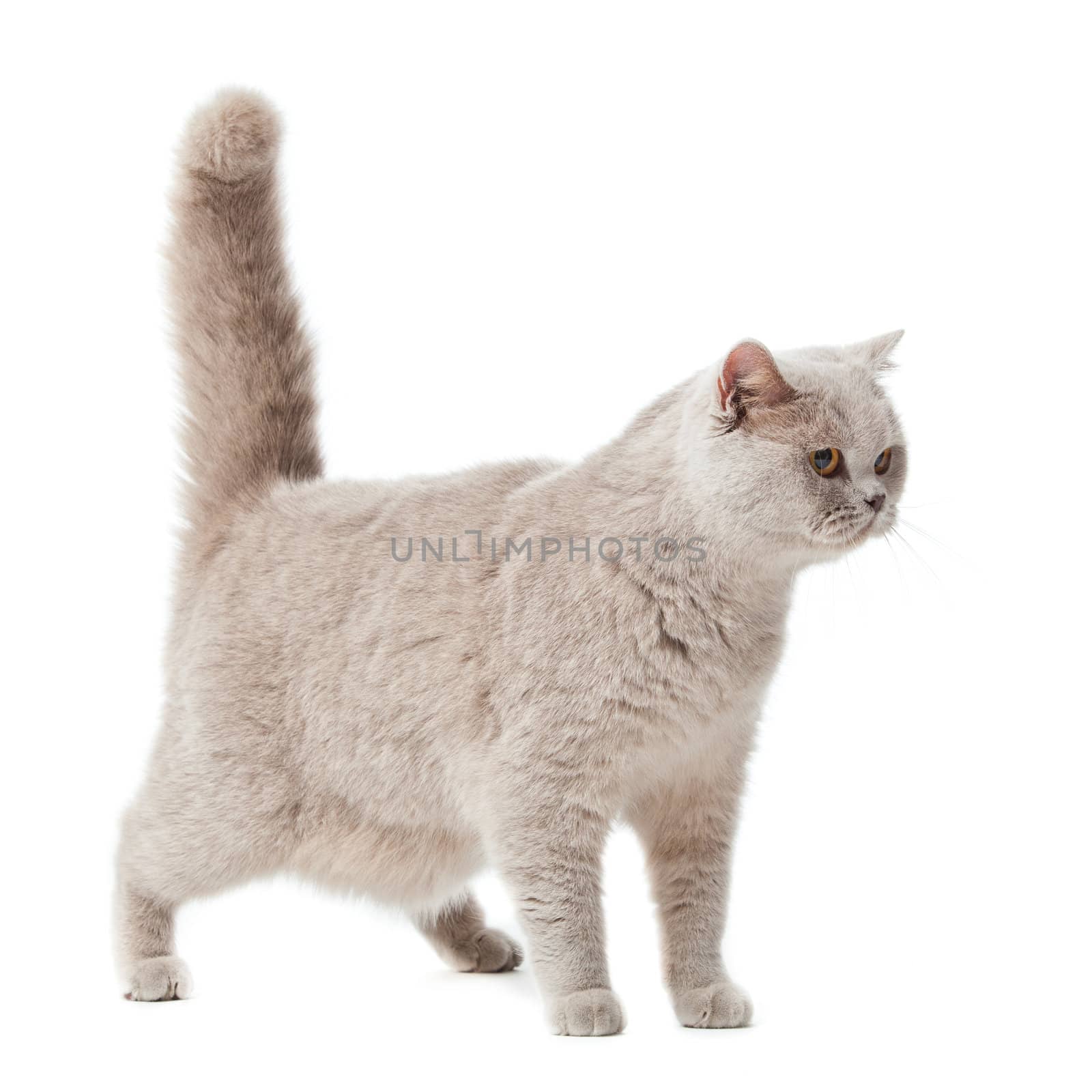 British shorthair cat on a white background.  british cat isolated by ewastudio