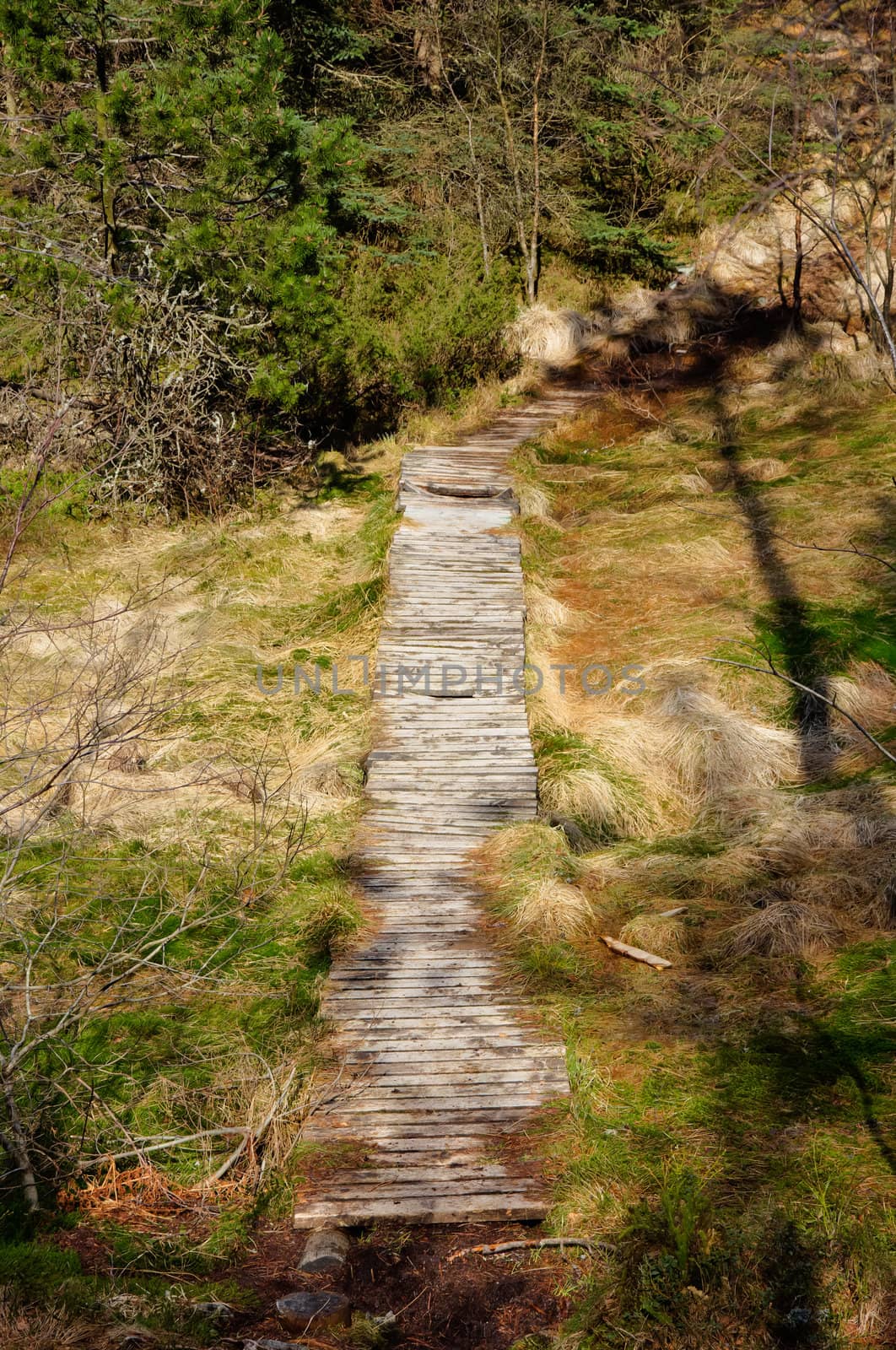 Wooden pathway by Stootsy