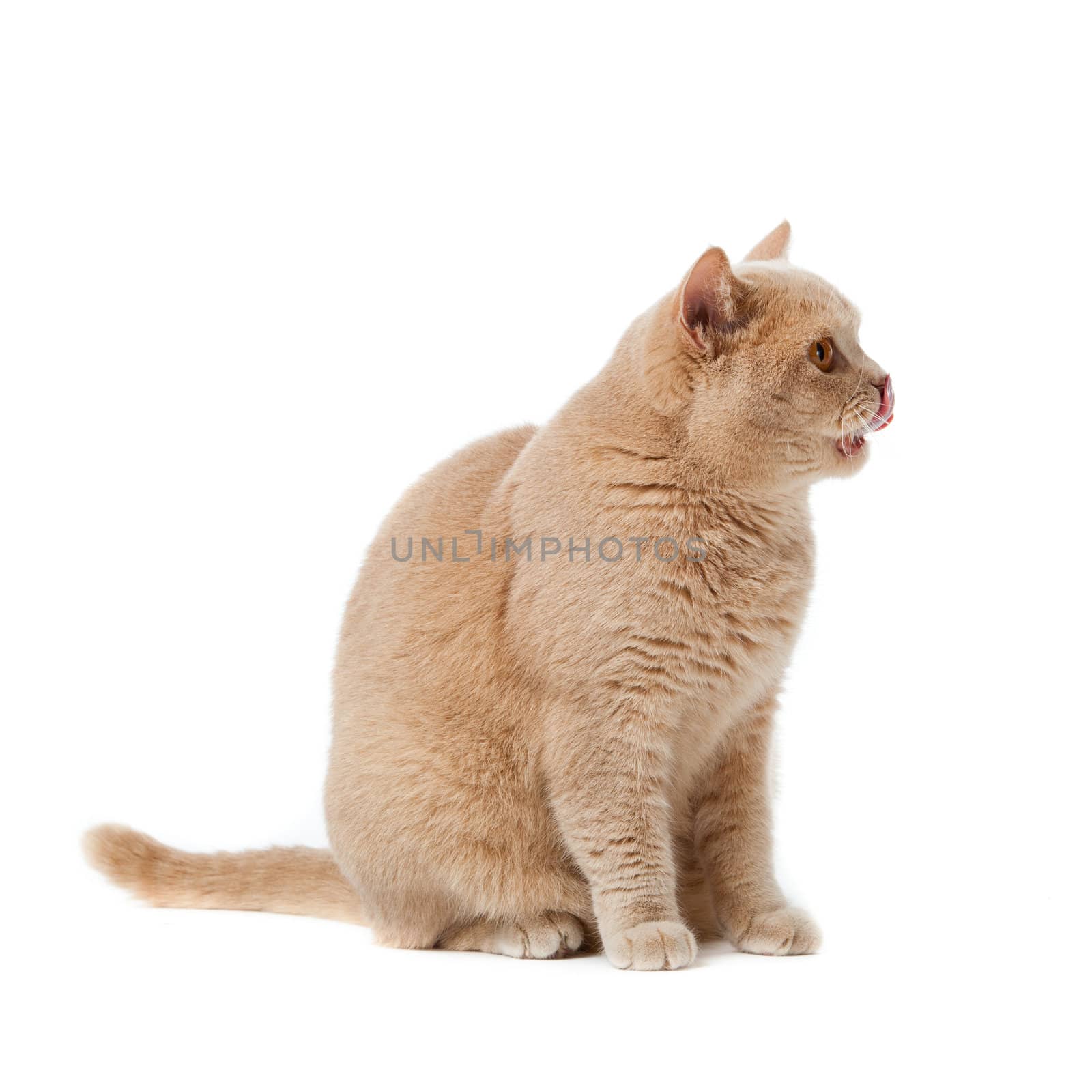 British shorthair cat on a white background.  british cat isolated