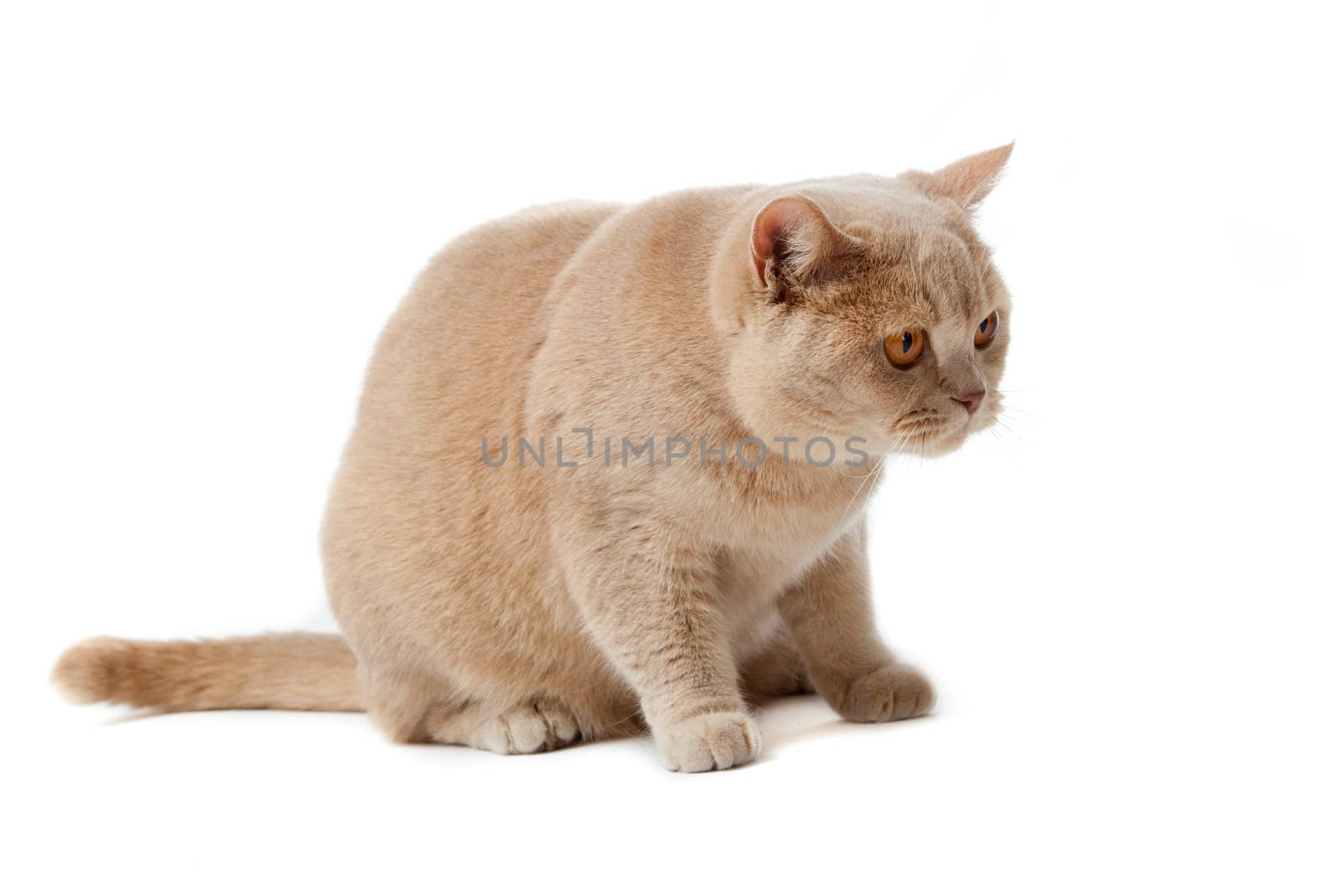 British shorthair cat on a white background.  british cat isolat by ewastudio