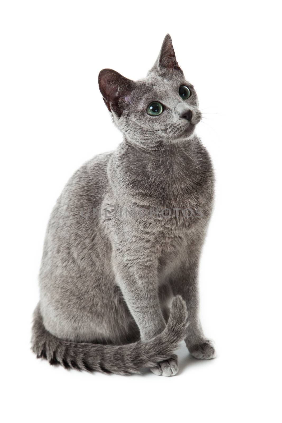 Russian Blue cat on white .  by ewastudio