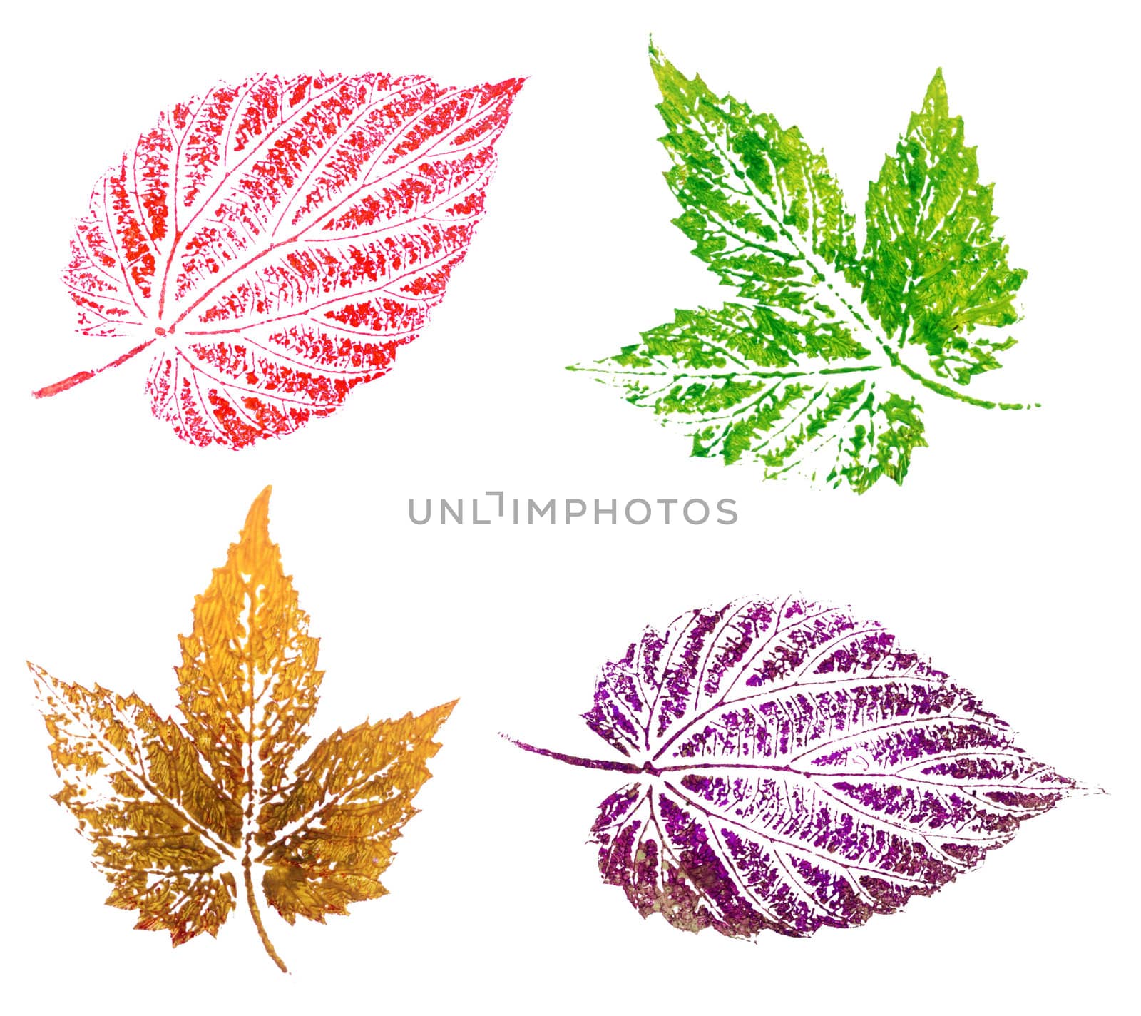 Hop leaves, abstract oil painting, isolated on white background