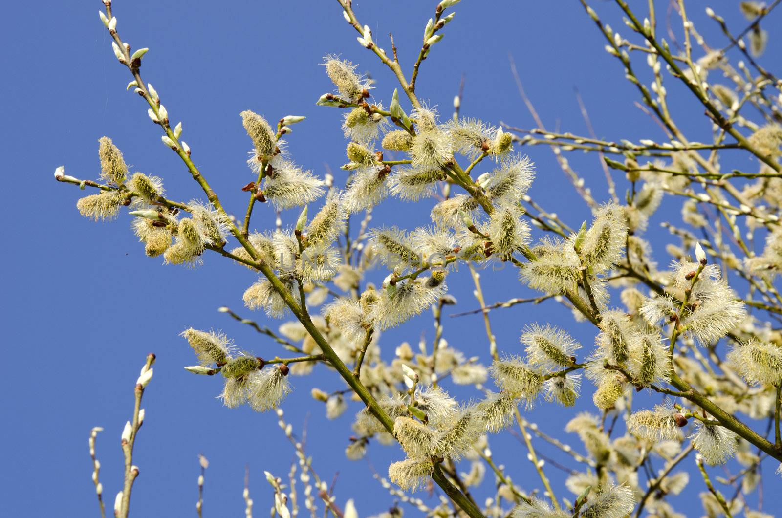 pussy-willow tree. Sign of spring by sauletas