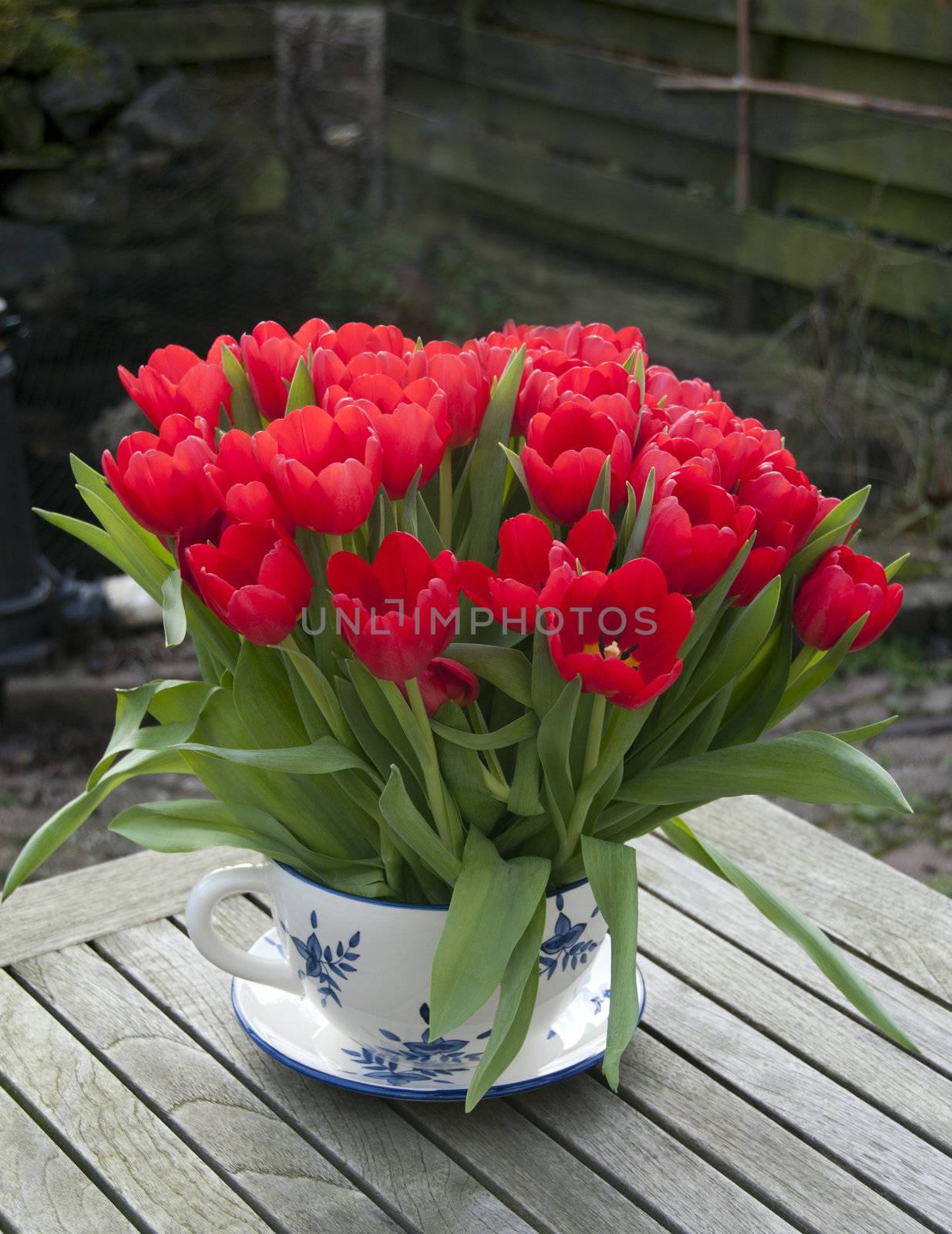 red tulips in dutch blue and white cup