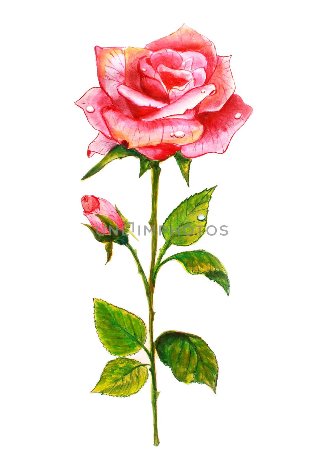 Pink rose with a bud. Watercolor painting.