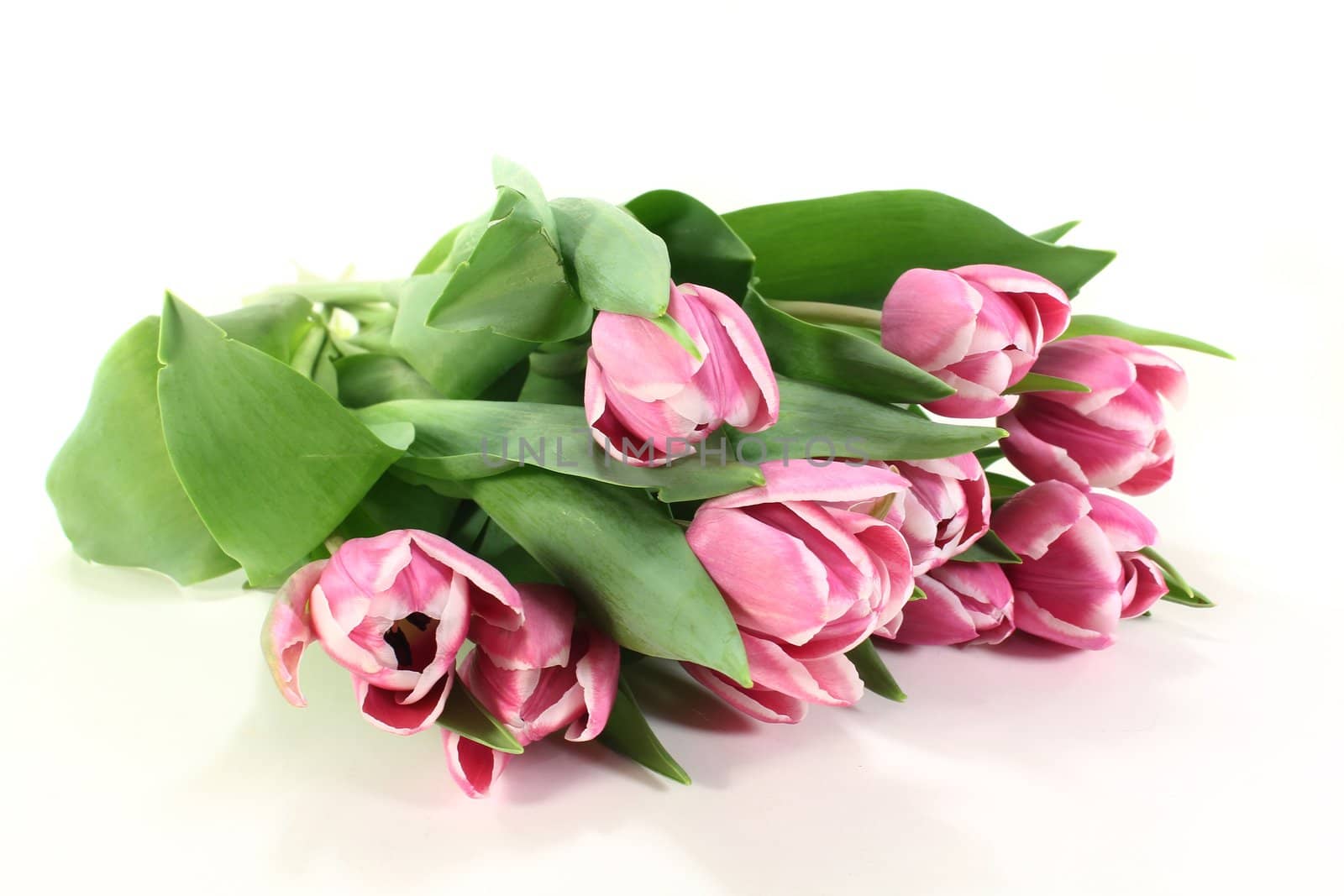 a bouquet of pink tulips on a white background