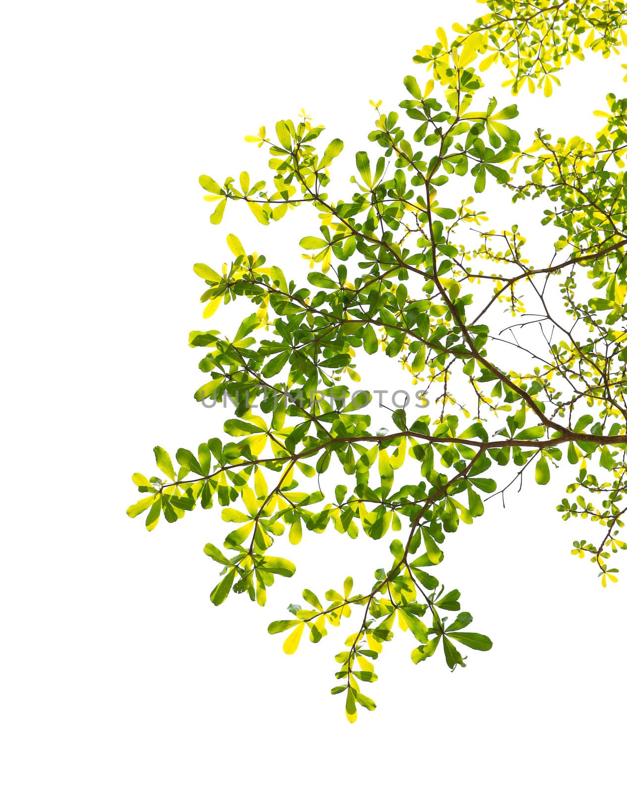 Green leaf isolated on white background