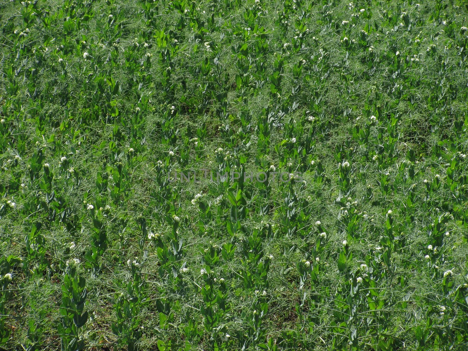 field of peas by romantiche