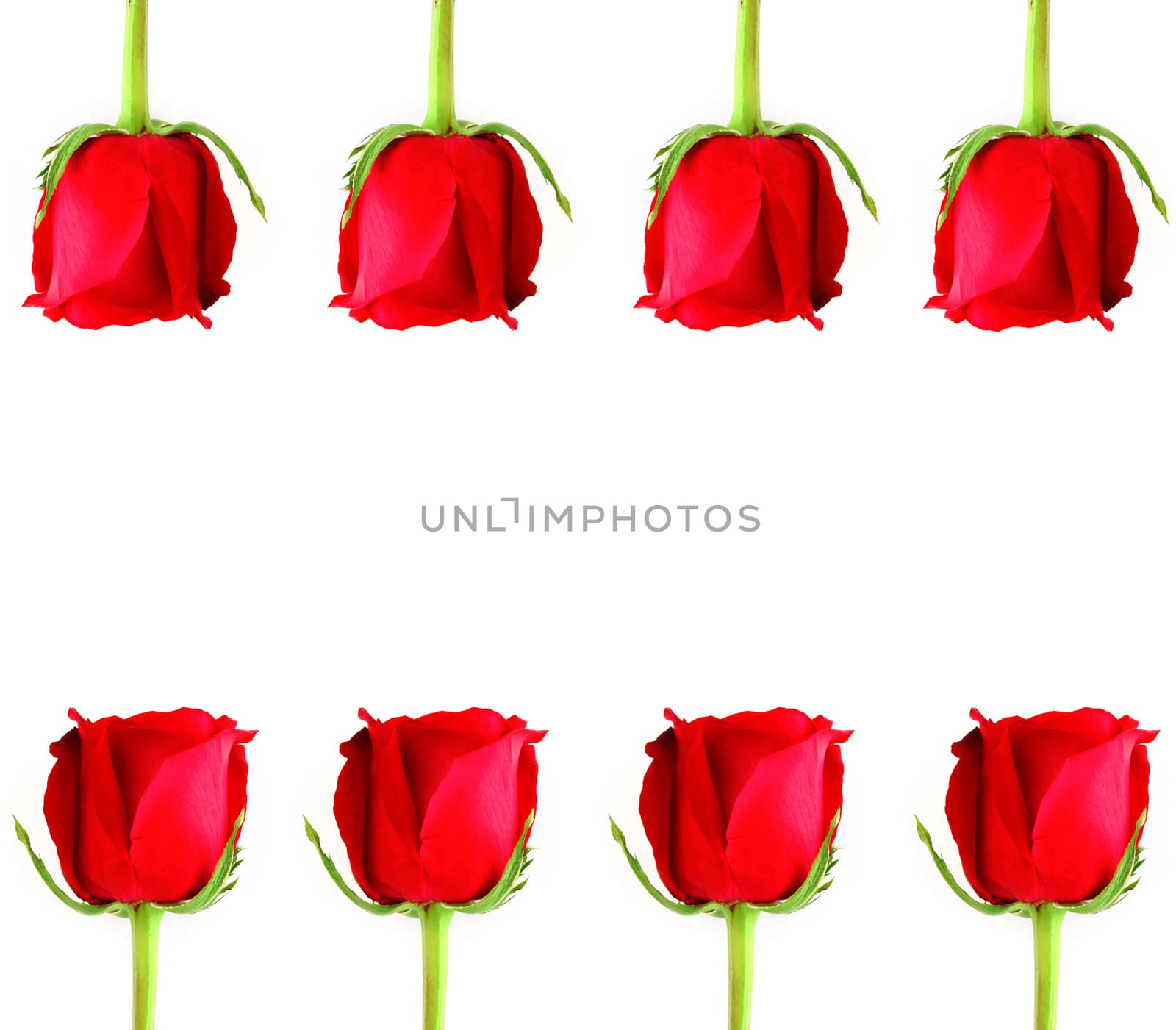 Red Rose frame on white background