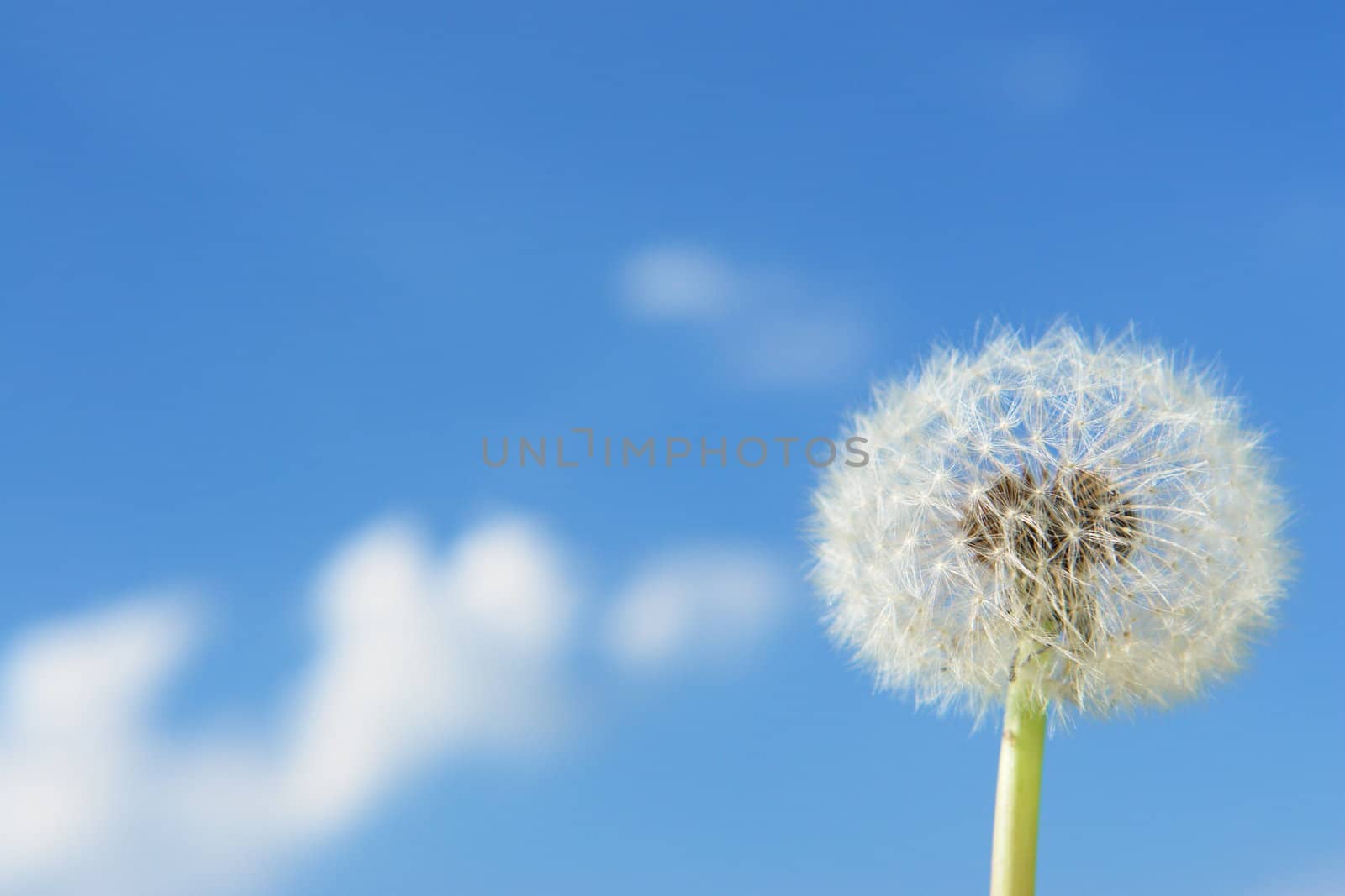 blowball dandelion clock at springtime in the wind