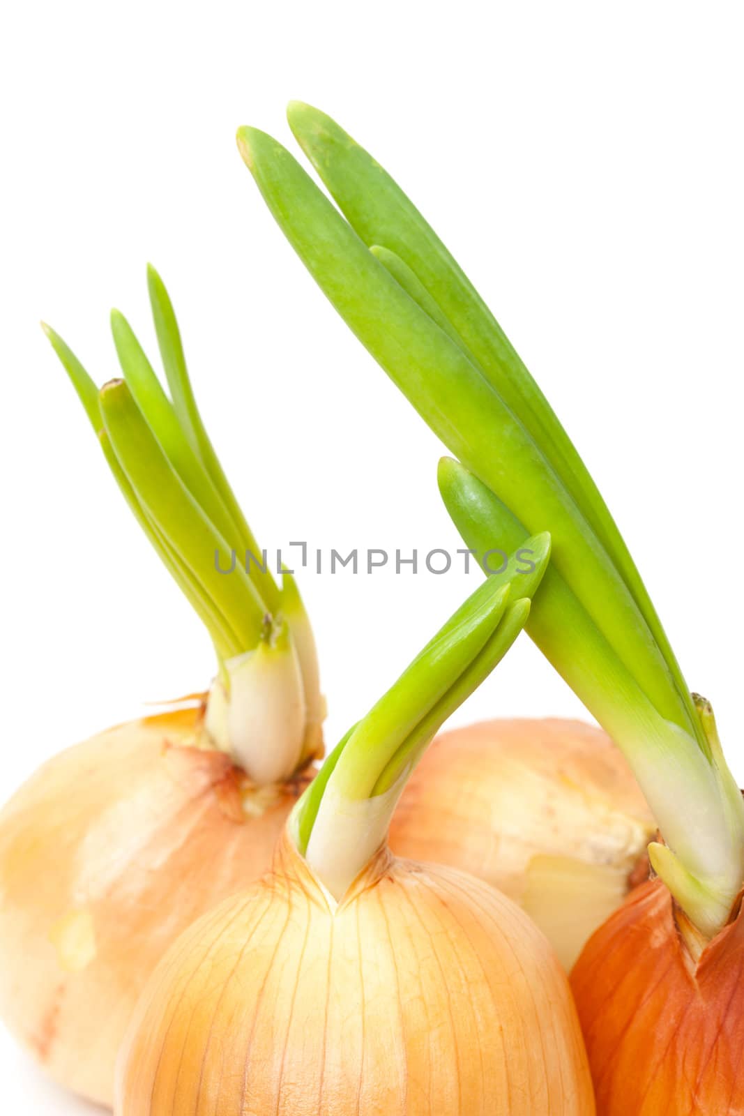 Sprouting Bulb Onions by Discovod