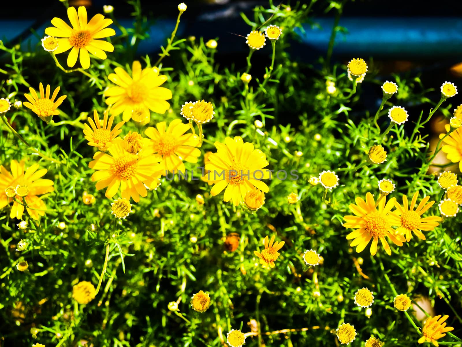 Yellow Cosmos flower in nature