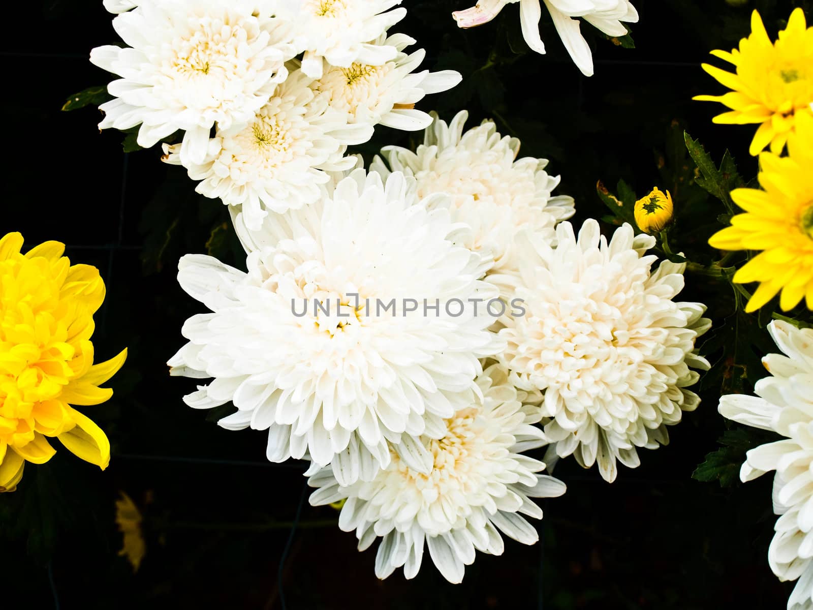 White Chrysanthemum in Nakorn Ratchasima, Thailand.