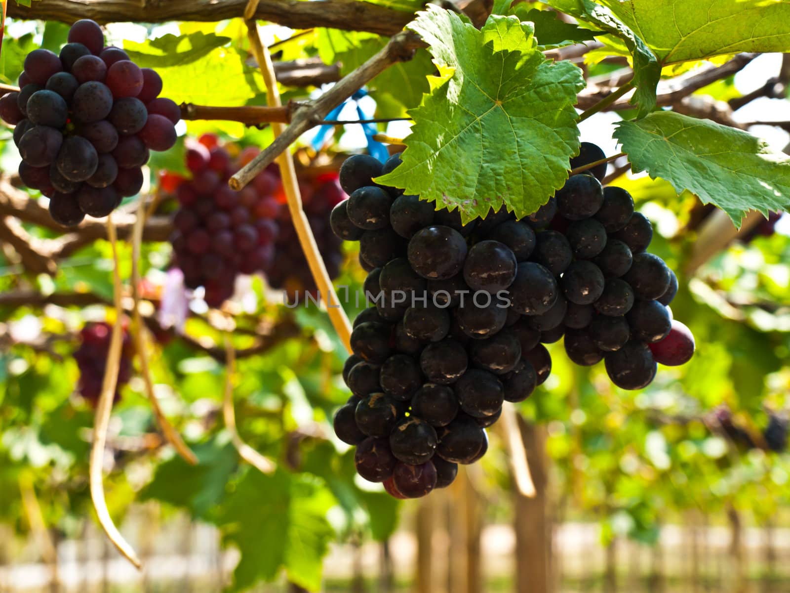 Bunch of red grapes with green leaves in Wine yard in Nakorn Ra by gururugu