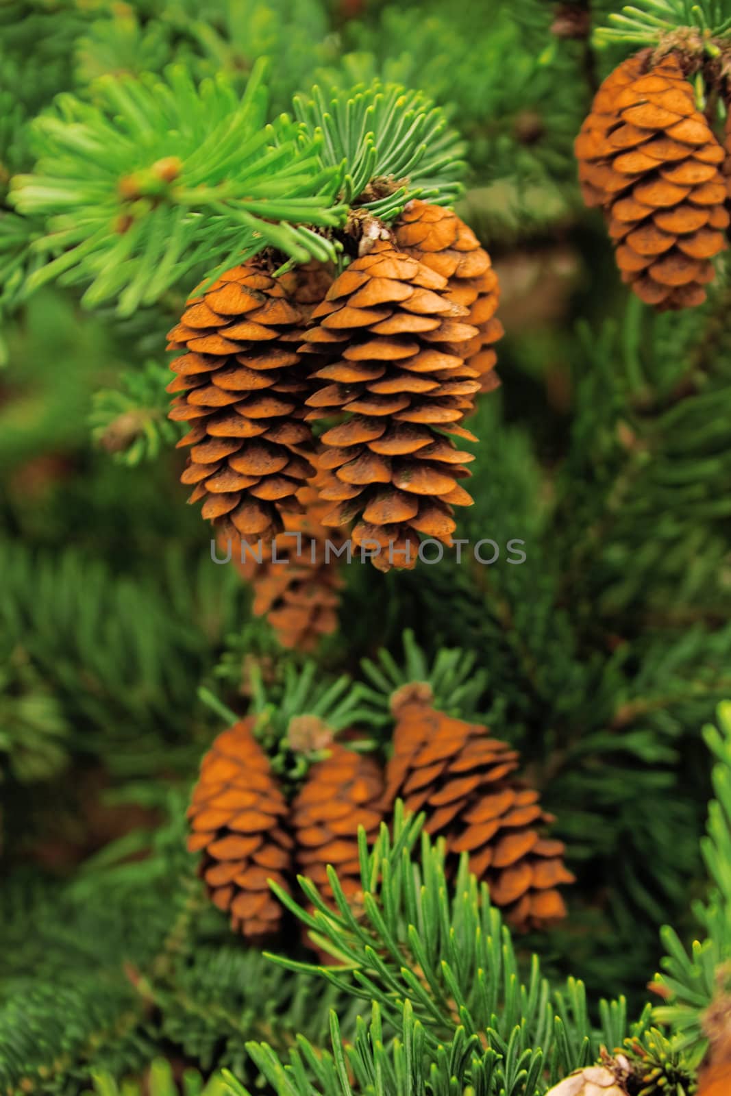 cone of conifer tree and green needles