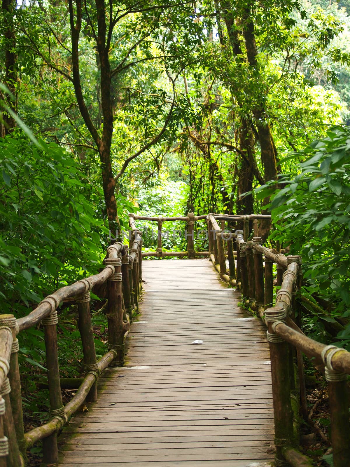 Wood path way among the forest in Doi Inthanon in Chiang Mai, Thailand