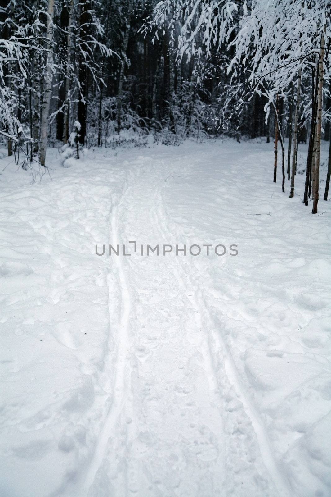 ski tracks in a forest by a winter evening