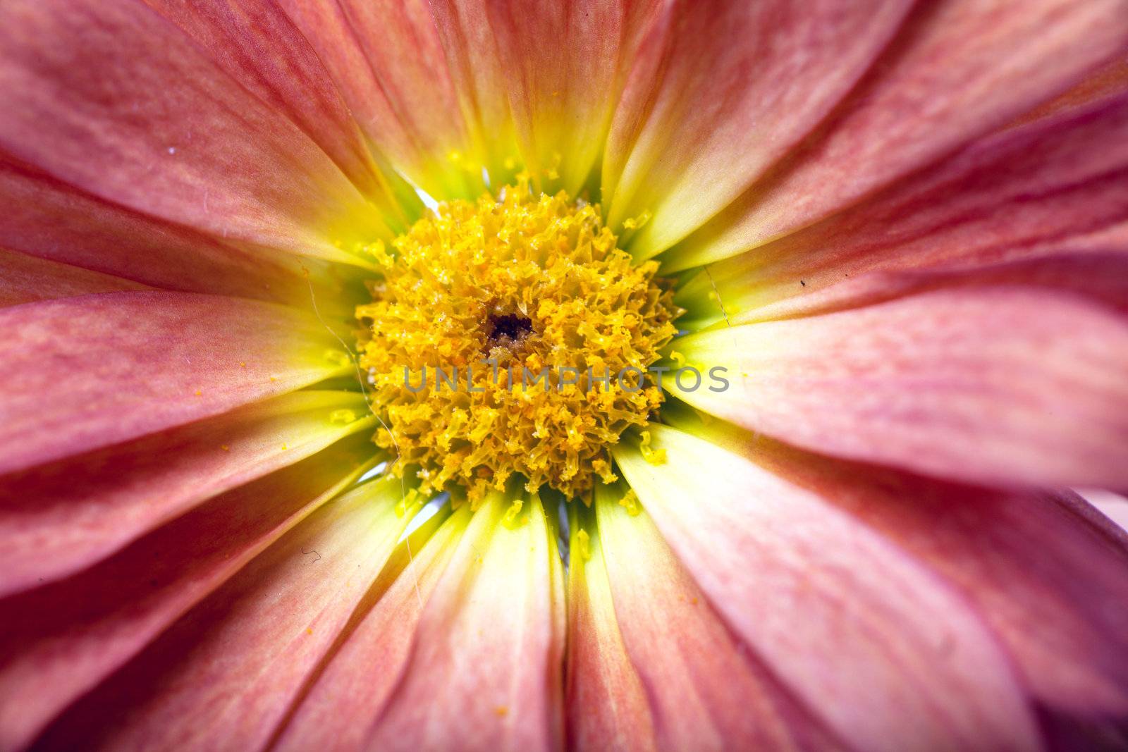 Closeup view of red flower petals