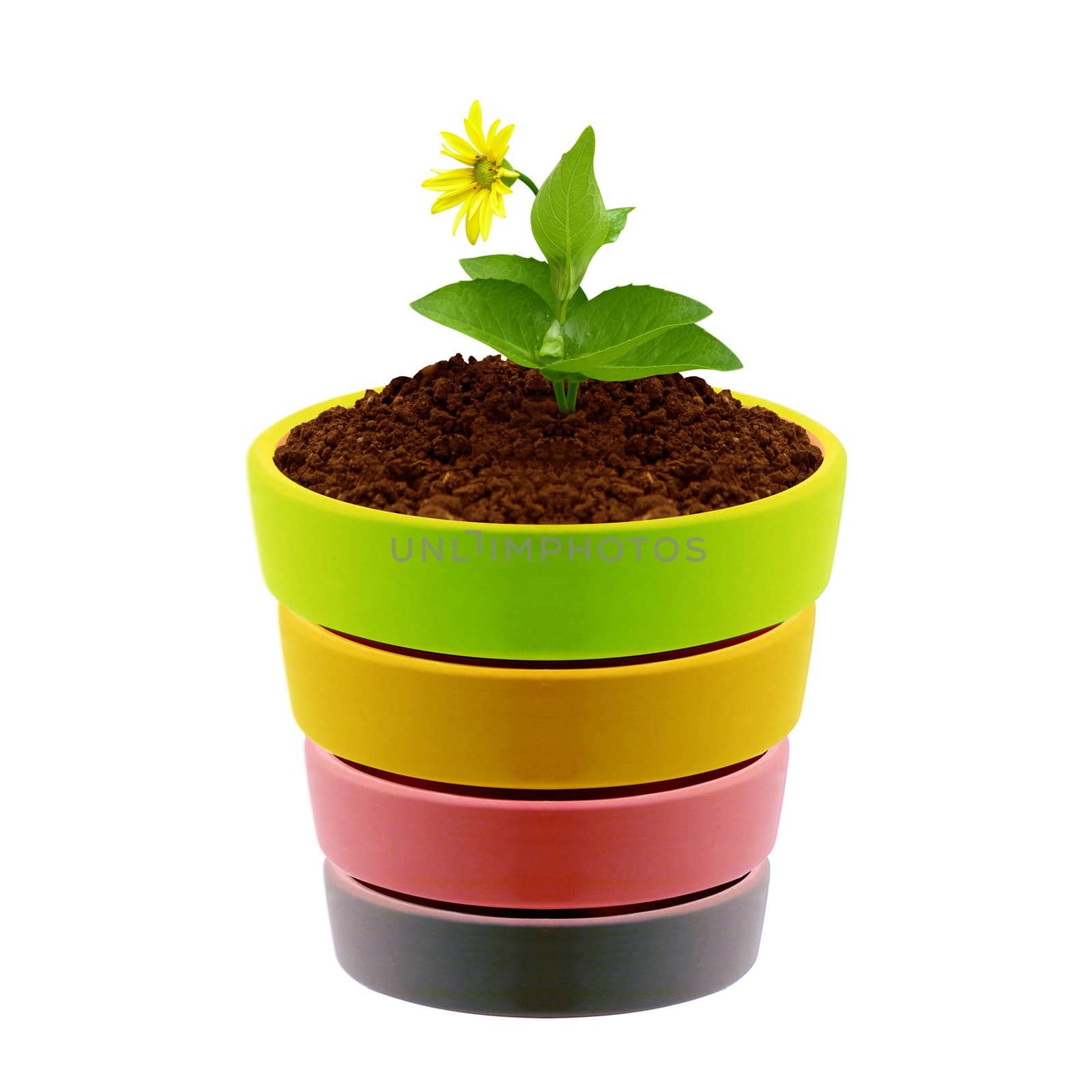 flower in clay pot isolated on white background.