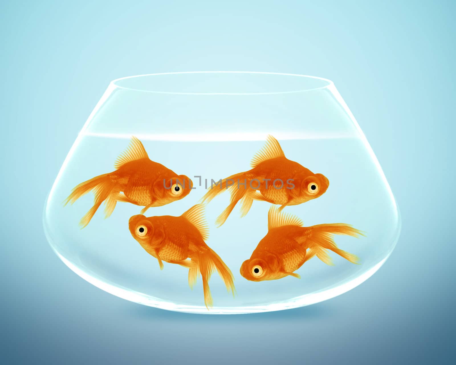 goldfish in small bowl by designsstock