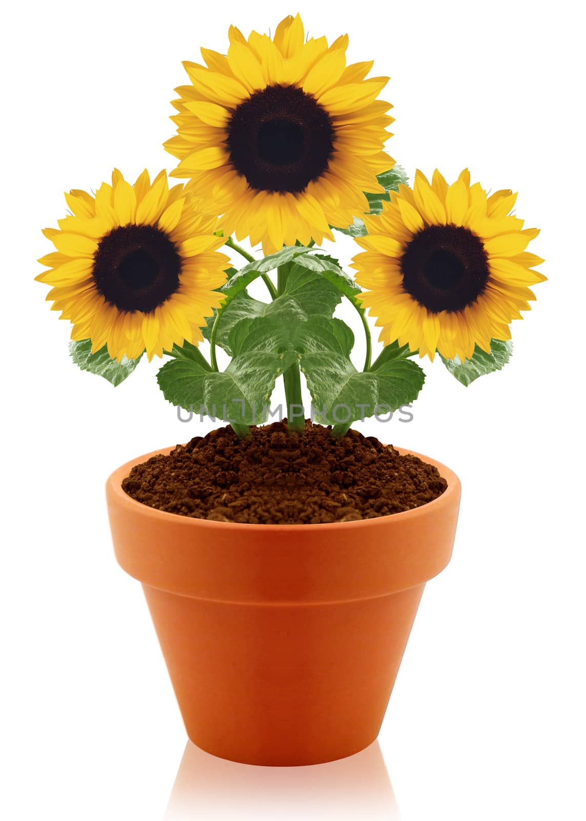 sunflower in clay pot isolated on white background.