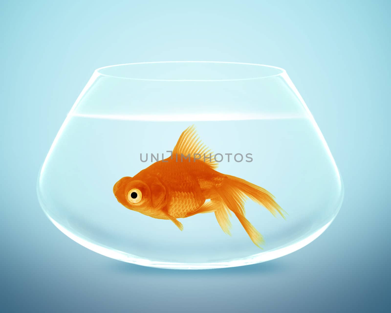 goldfish in small bowl by designsstock