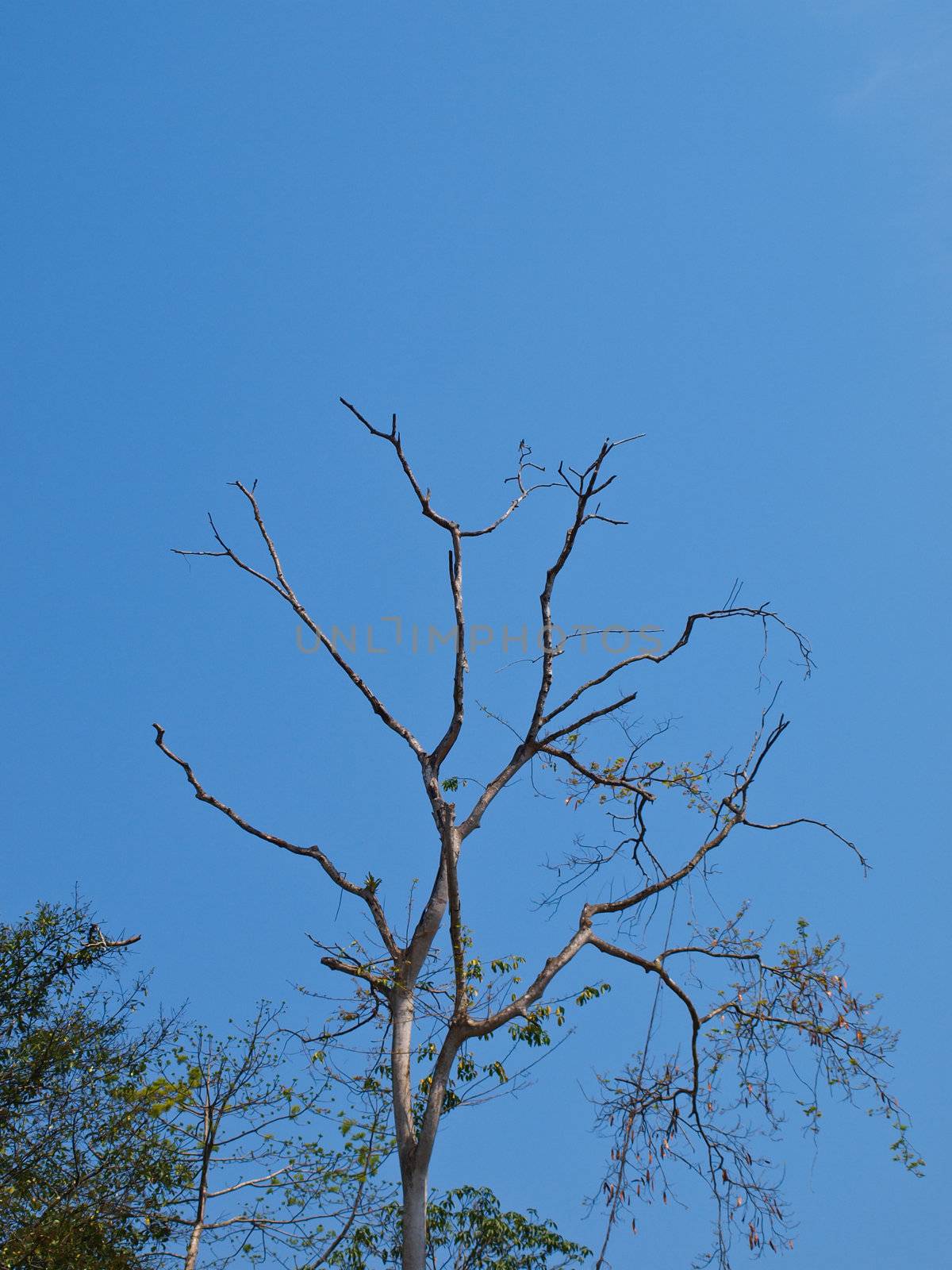 Dried tree in the park. Backlight by gururugu