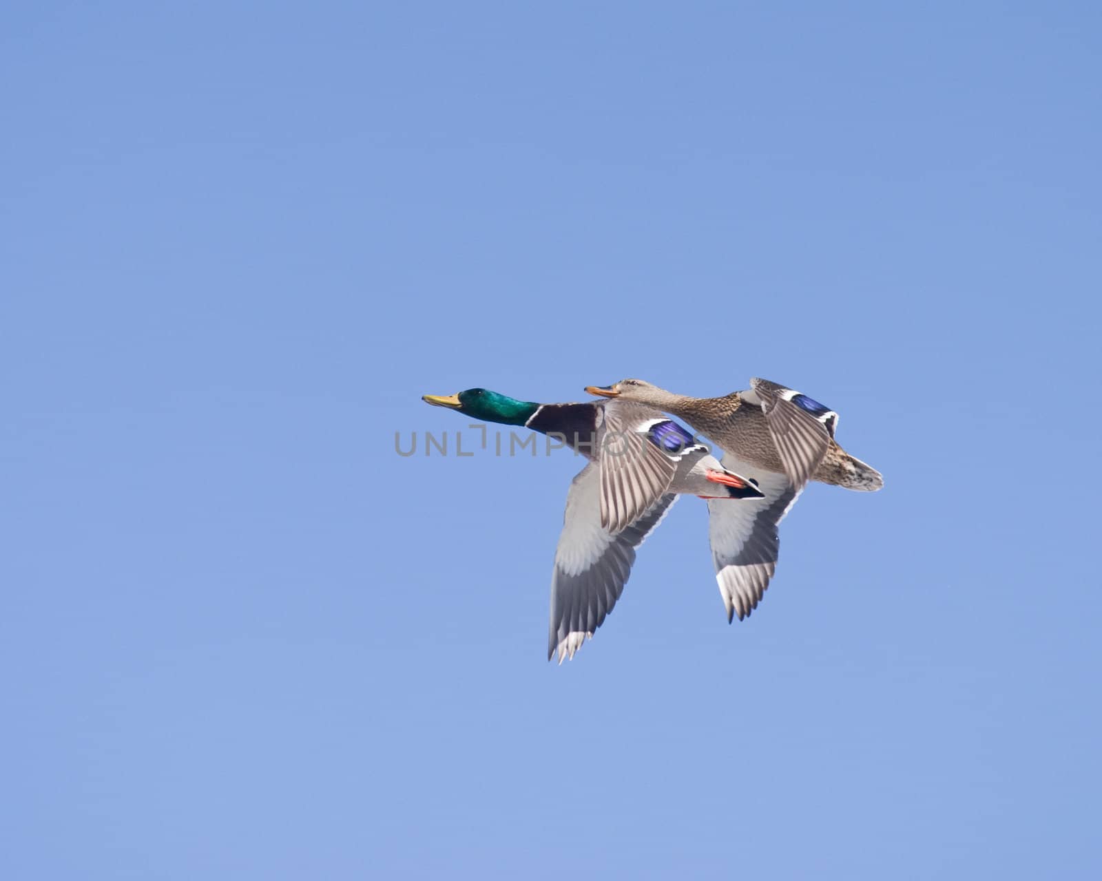 two ducks in flight over a blue colorado sky in winter