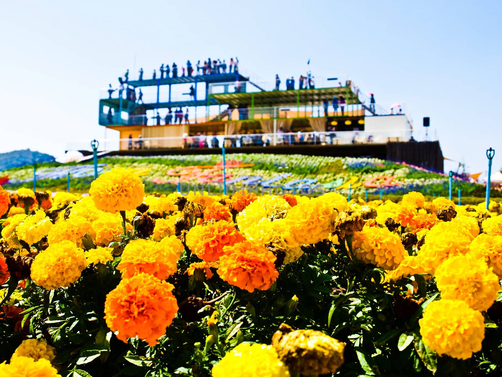 Marigold flower (Tagetes patula L.) garden with the building background