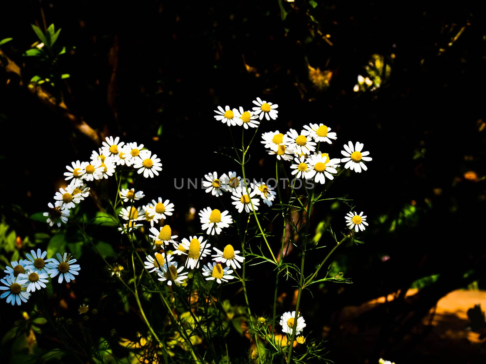 white daisies in nature with black background by gururugu