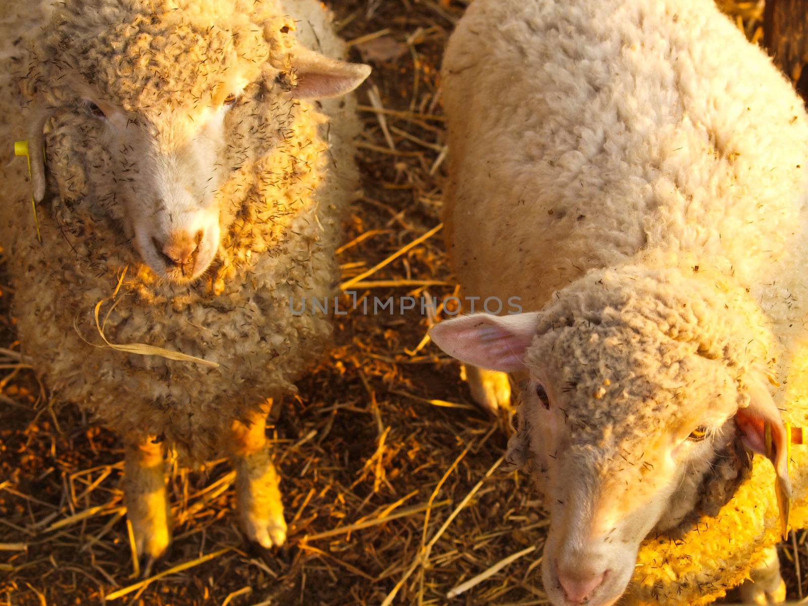 Two sheep in sunrise by gururugu
