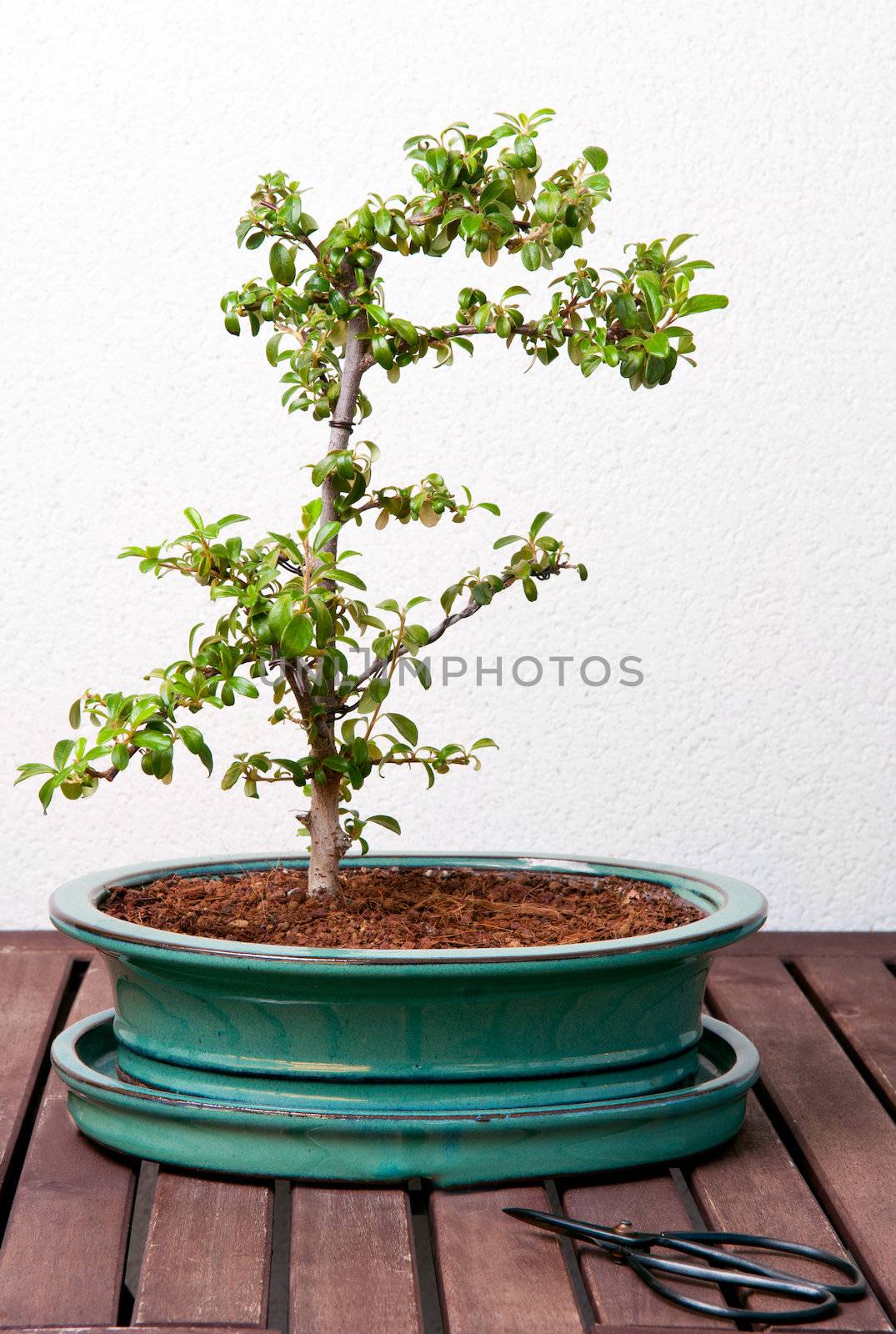 Ligustrum bonsai tree on a wood table, against a white wall