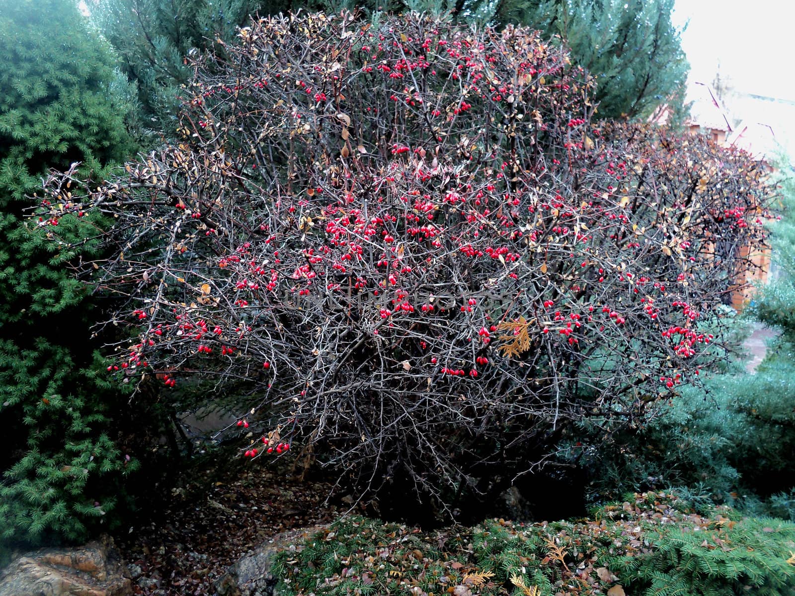 bush with the berries of red color on the branches of plant Barberry