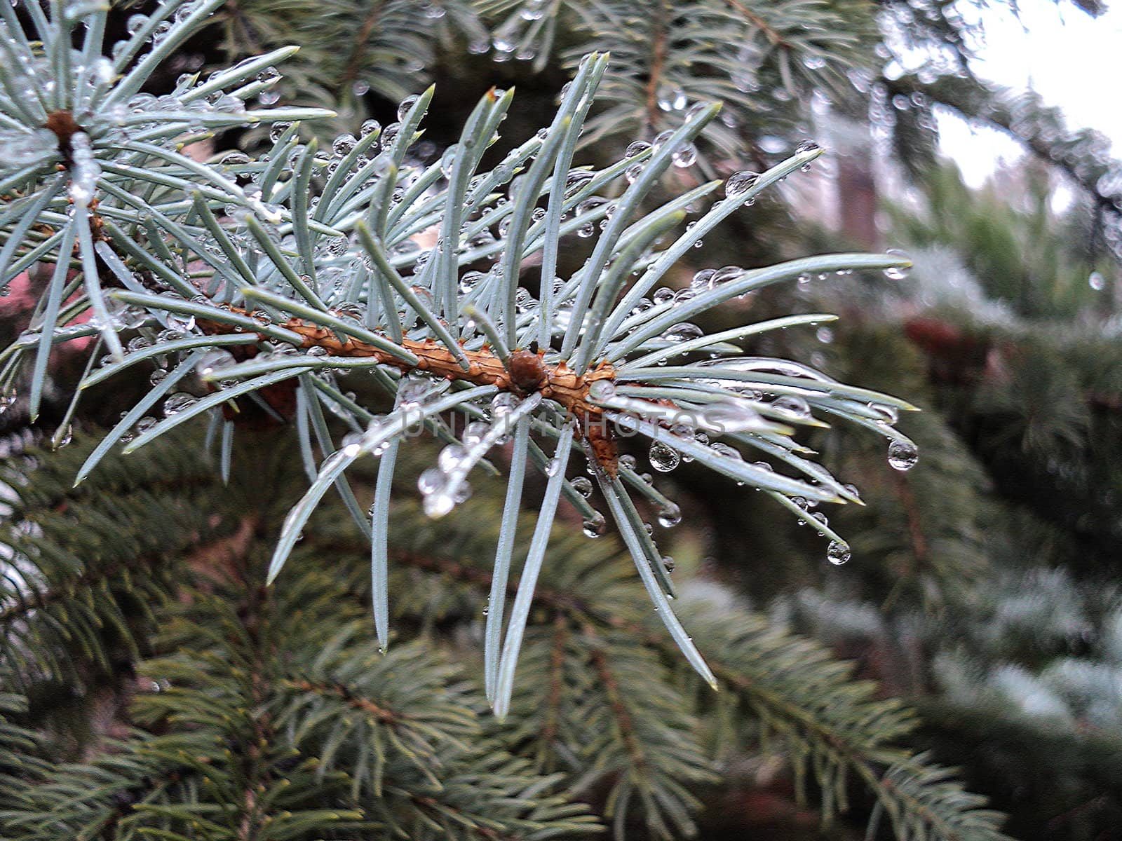 General view of a wet coniferous branch close up in rainy weather in the autumn