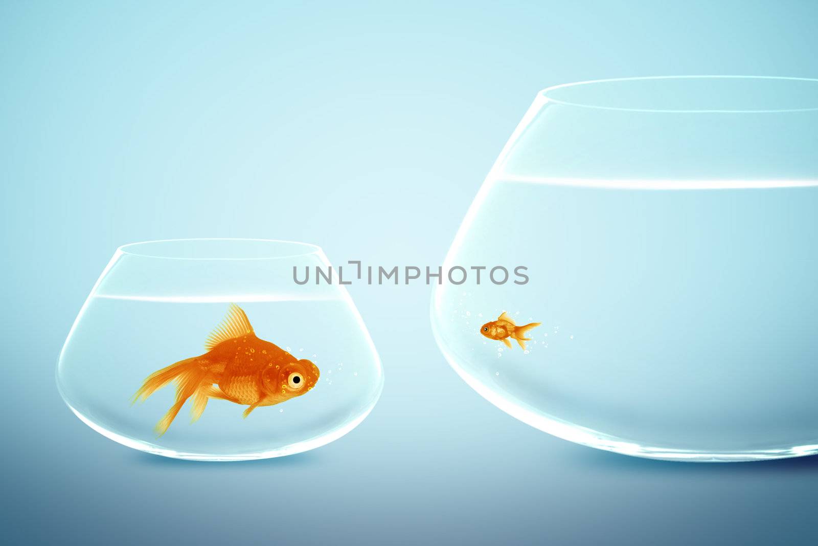 Big and small goldfish,conceptual image for diet, fat.