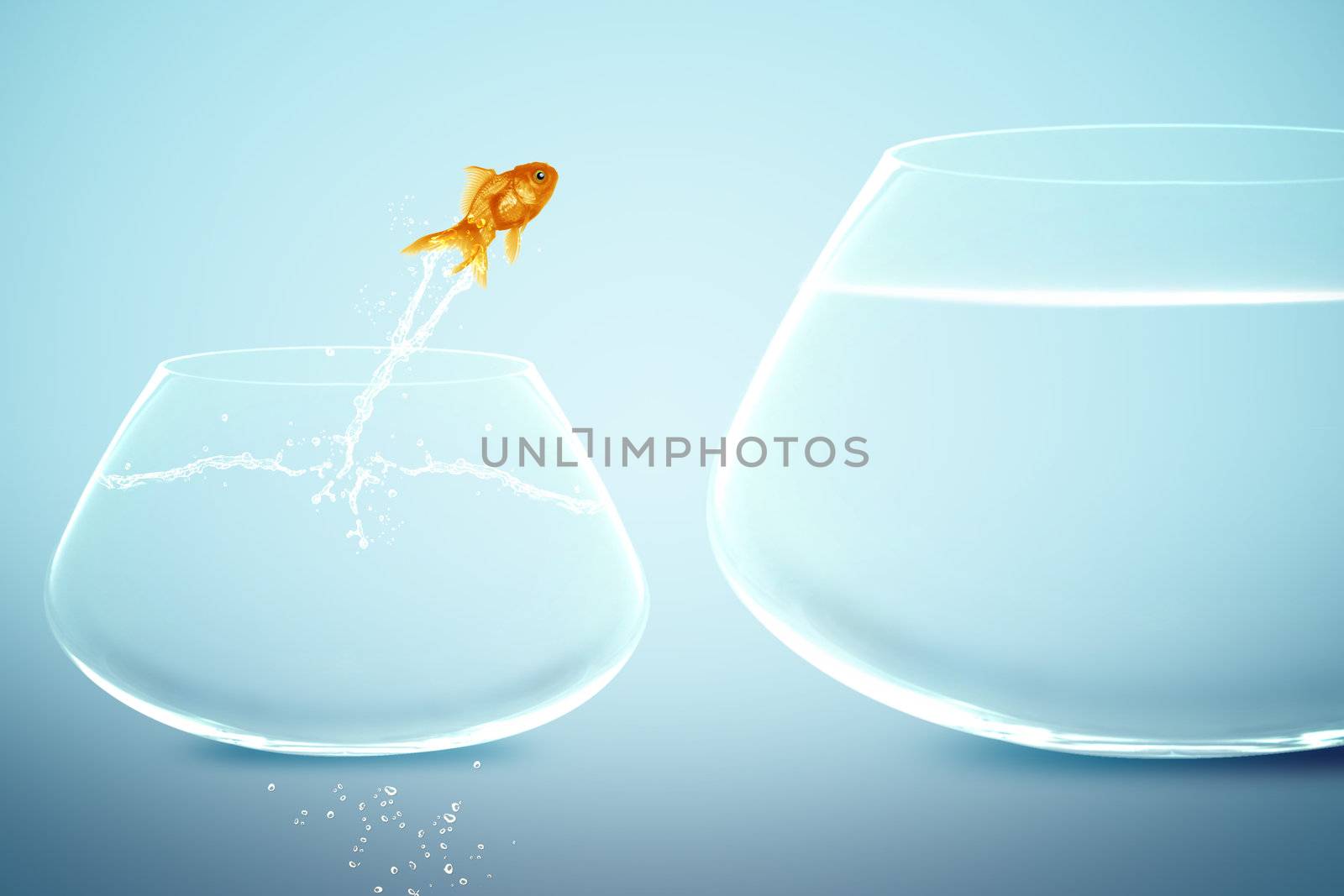 goldfish in small fishbowl watching goldfish jump into large fis by designsstock