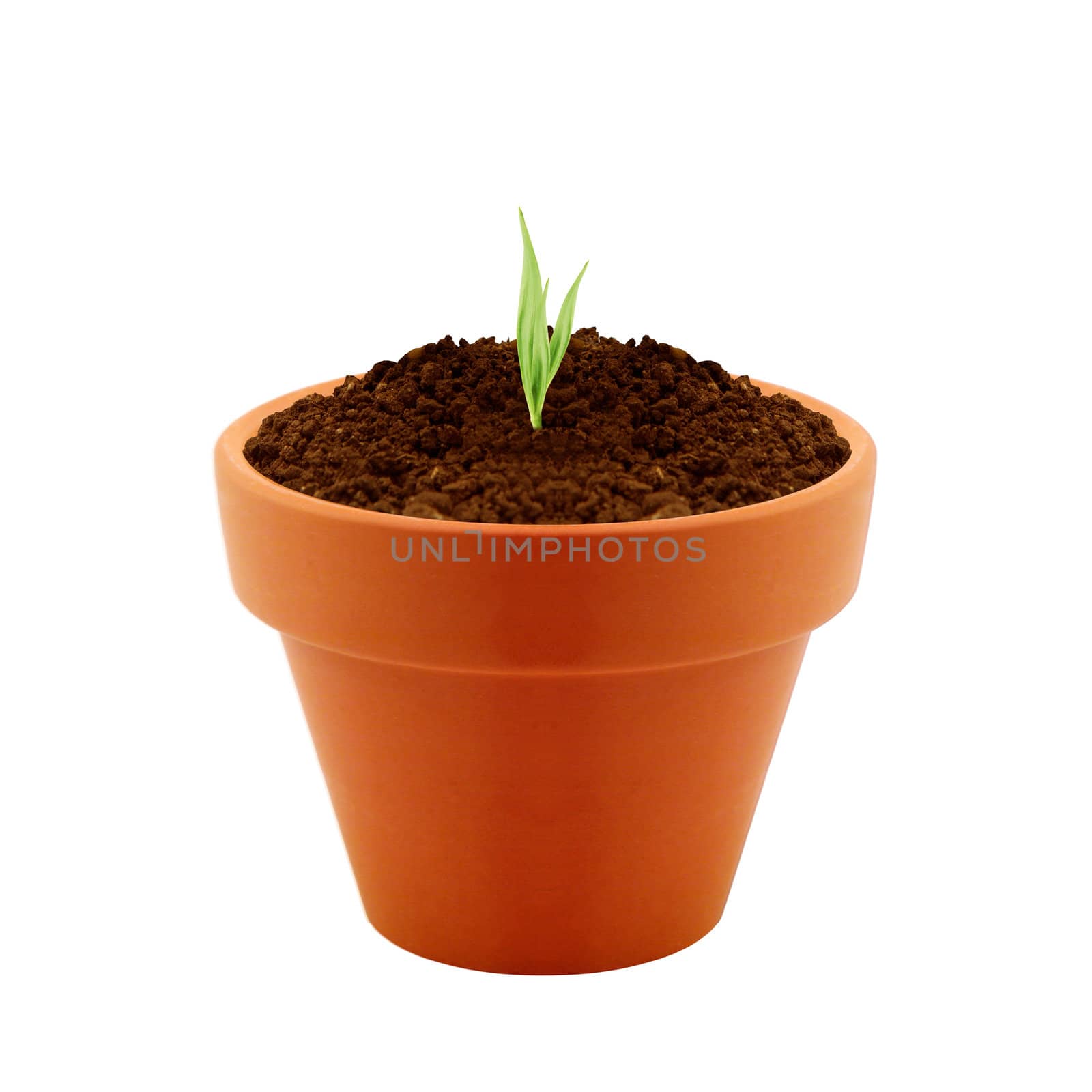 Young plant in clay pot isolated on white background.