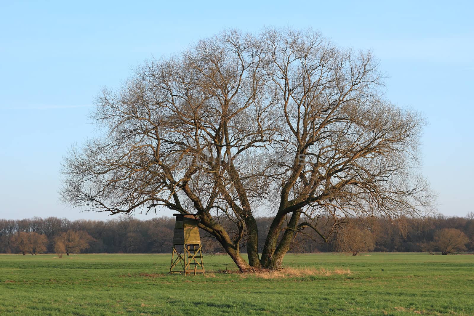 Hunting pulpit in a floodplain