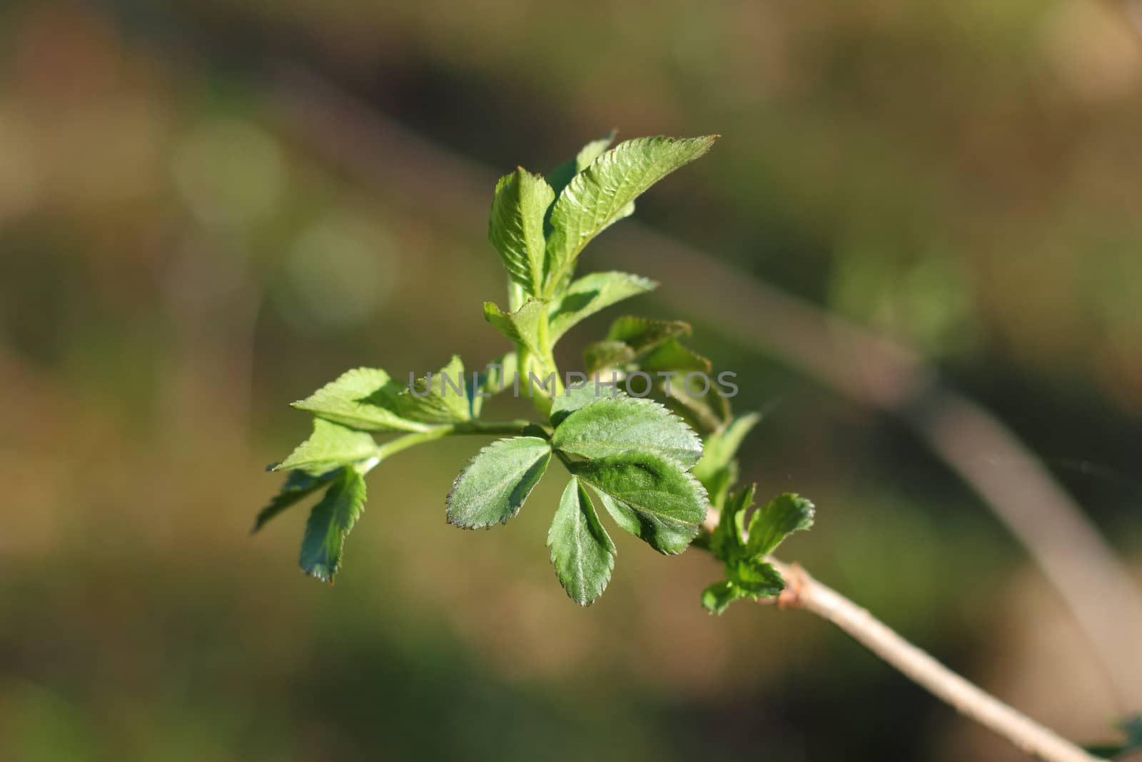 Sprouting young leaves in early spring