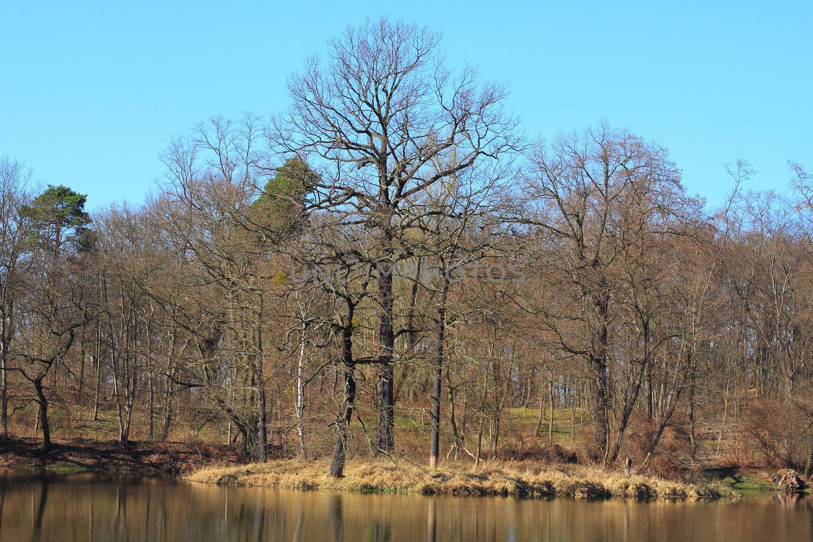 Small island in a lake in early spring