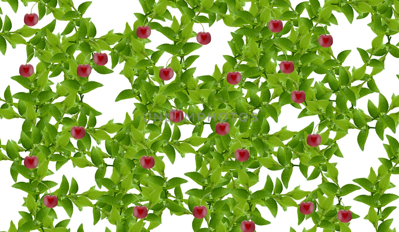 set of Green leaves and twigs.