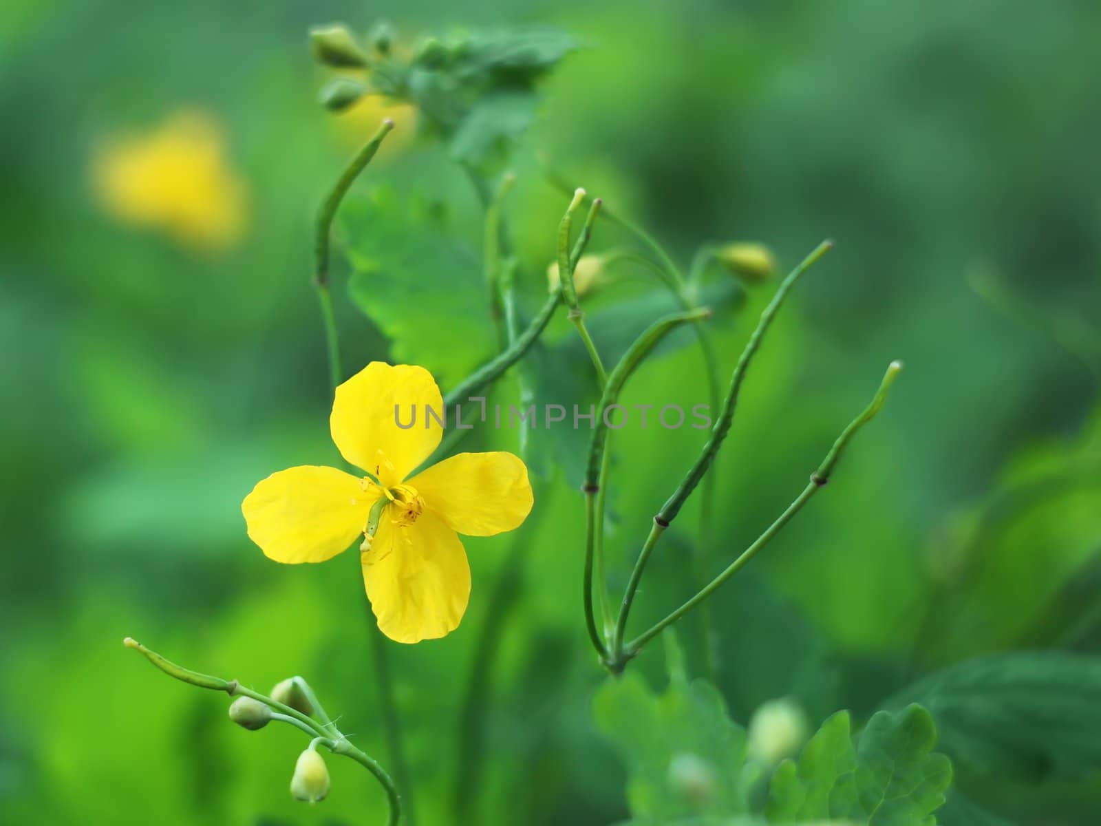 Yellow celandine flower by qiiip