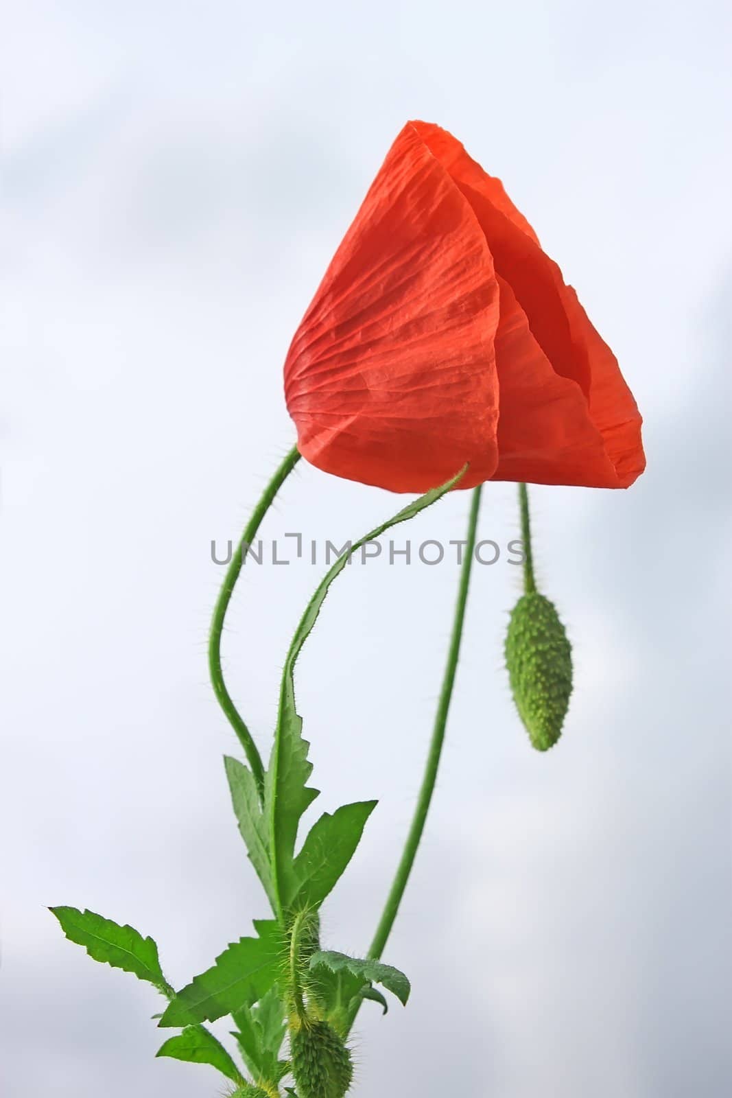 Flowering red poppy plant against the background of cloudy sky