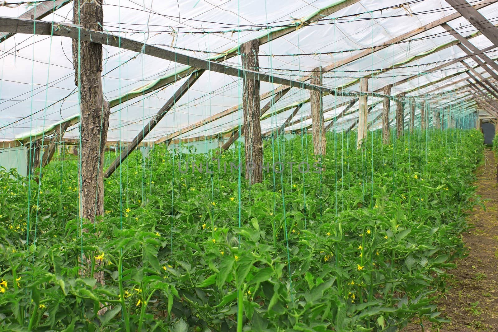 Flowering plants of tomatoes in wooden film greenhouse in the spring period