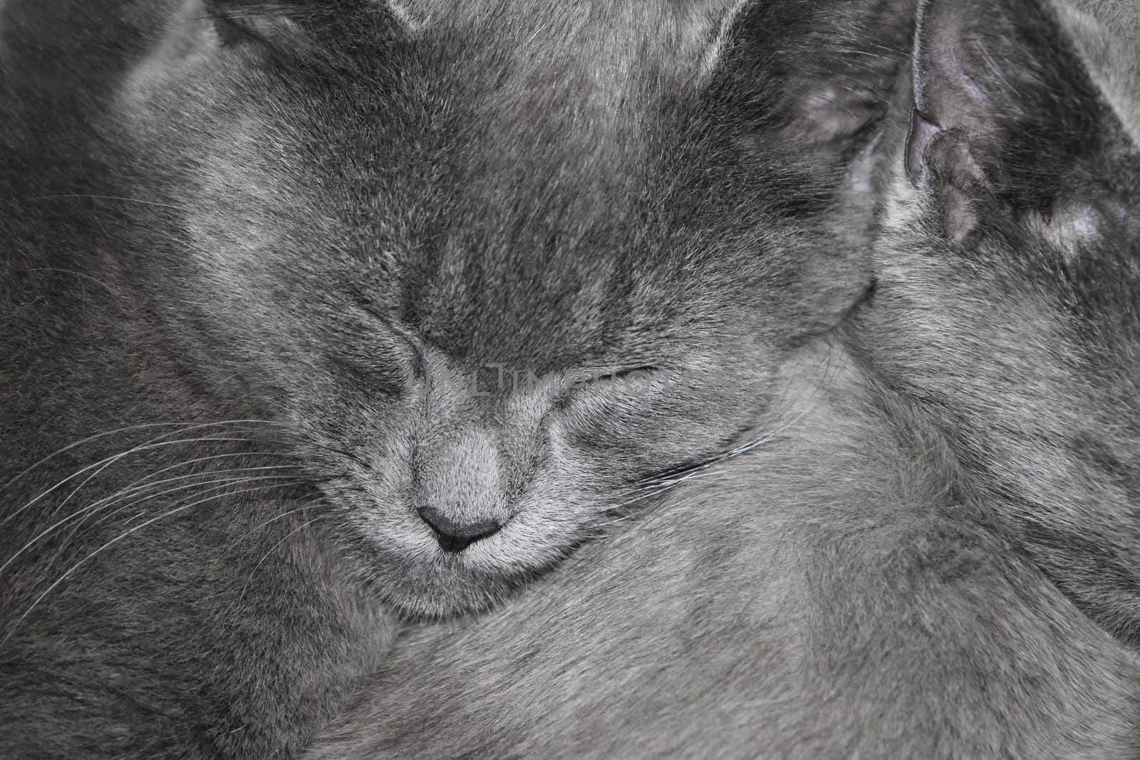 Gray British cats are sleeping. Close up