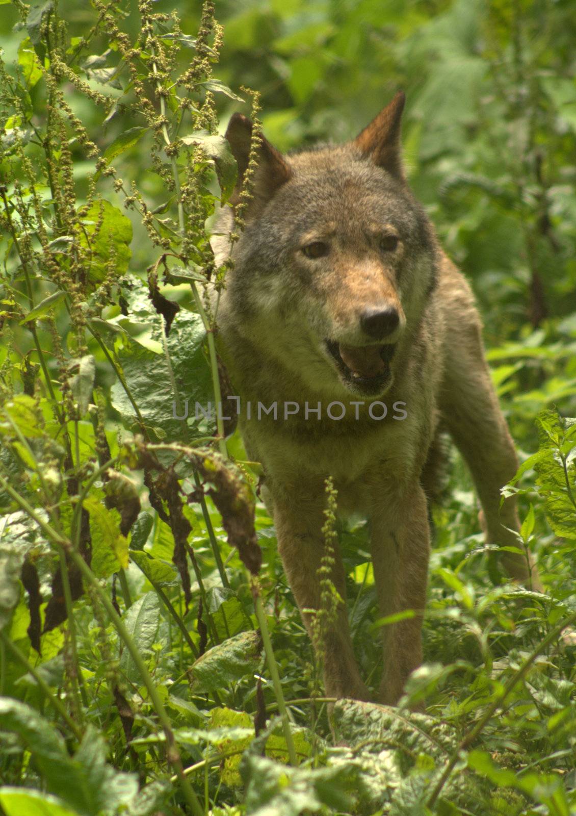 He is young, 3 year old wolf, who lives in the forests of eastern Poland