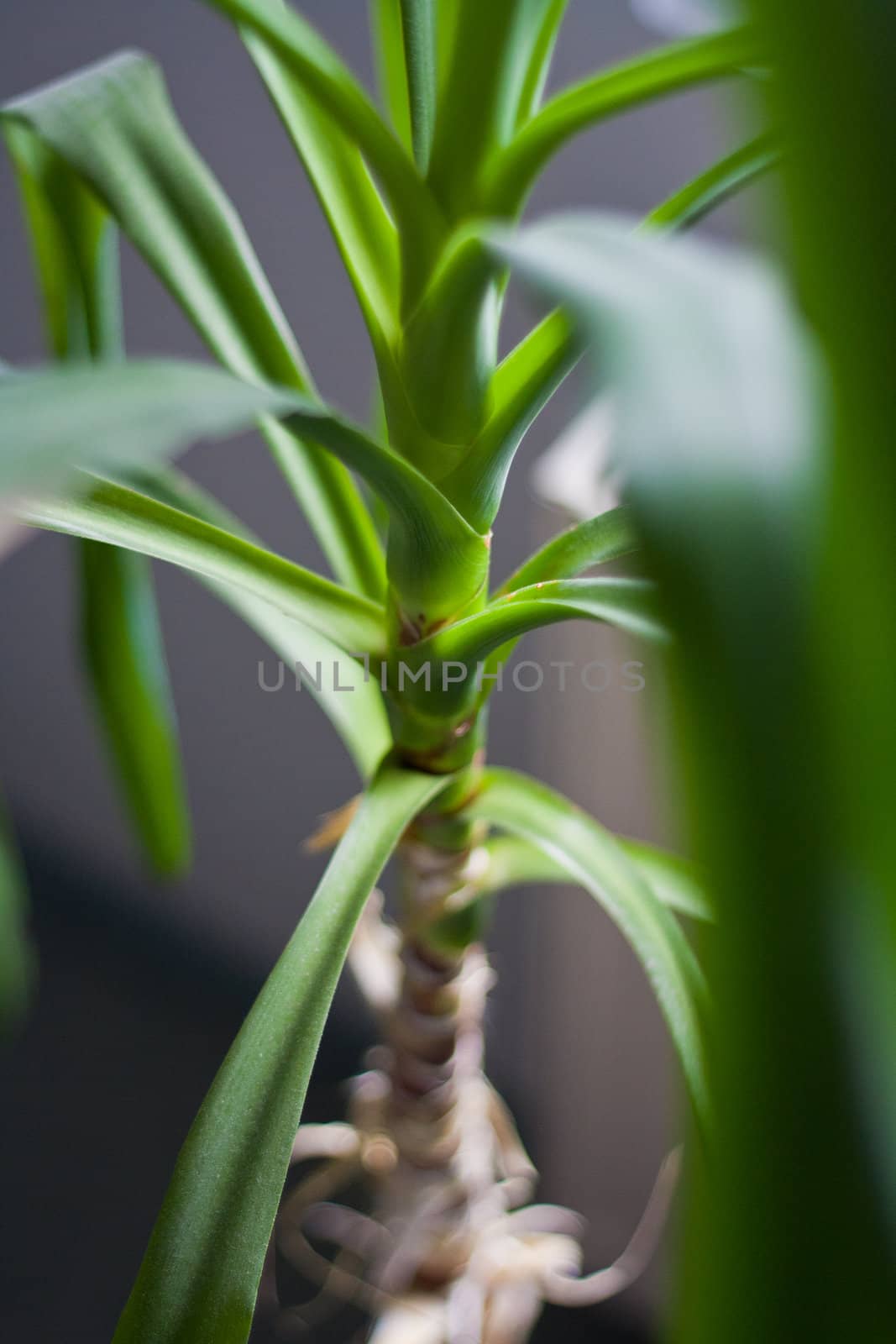 Closeup shot of a small palm tree inside.